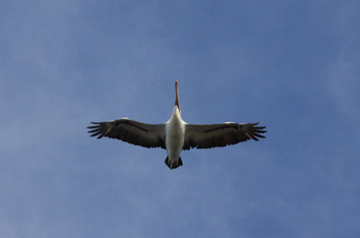 Western Australian Pelican flying over Wilson Inlet, Denmark