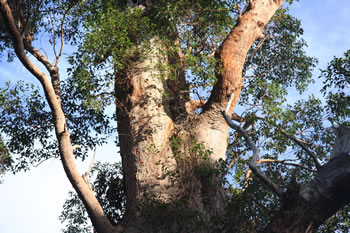 Giant Eucalypt, The Giant Tingle Tree