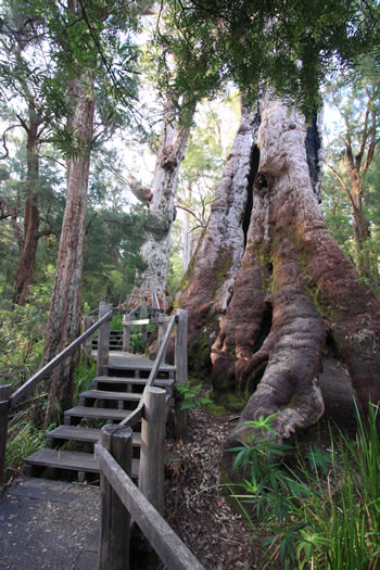 The Giant Tingle Tree, sometimes called Grandmother Tingle, the oldest living Giant Eucalypt