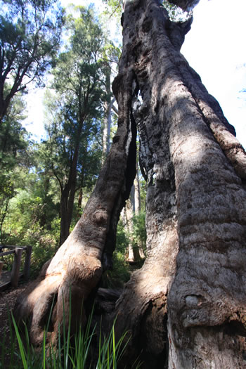 Giant Tingle Trees of the South West