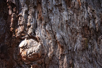 Giant Tingle Tree, Walpole-Nornalup National Park