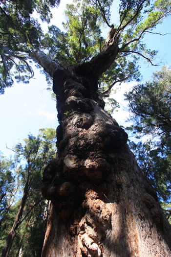 Giant Eucalypt Branches and Foliage
