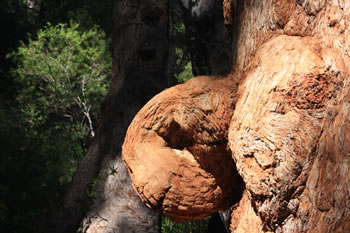 Giant Tingle Tree, Eucalypt, Walpole Wilderness Area, WA
