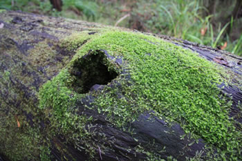 Moss on a log at Harewood Forest