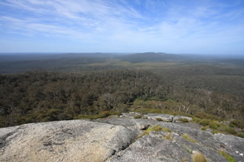 Walpole Wilderness Area Forests