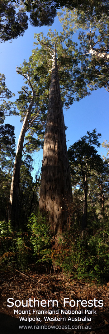Southern Forests, Mount Frankland National Park, Walpole, Western Australia