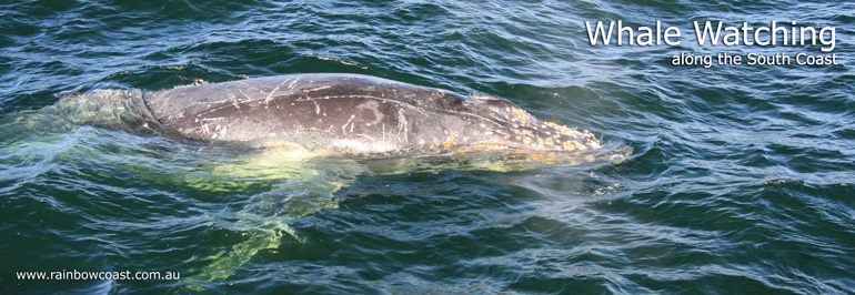 Whale Watching Tours, Albany Australia - Humpback Whale Photo