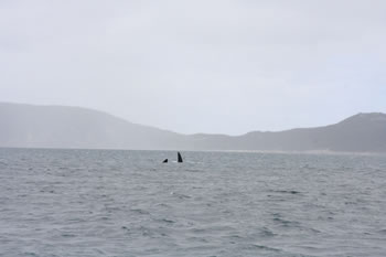 Whale Watching in Albany, Australia