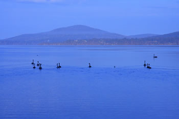 The Black Swans of Koorabup, Denmark, Wilson Inlet